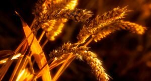 Yield Farming