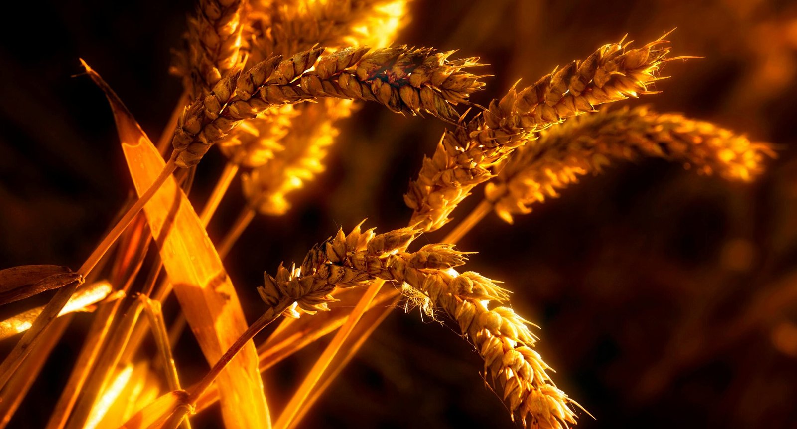 Yield Farming